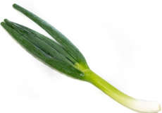 Cebollina- Scallion “Allium fistulosum”